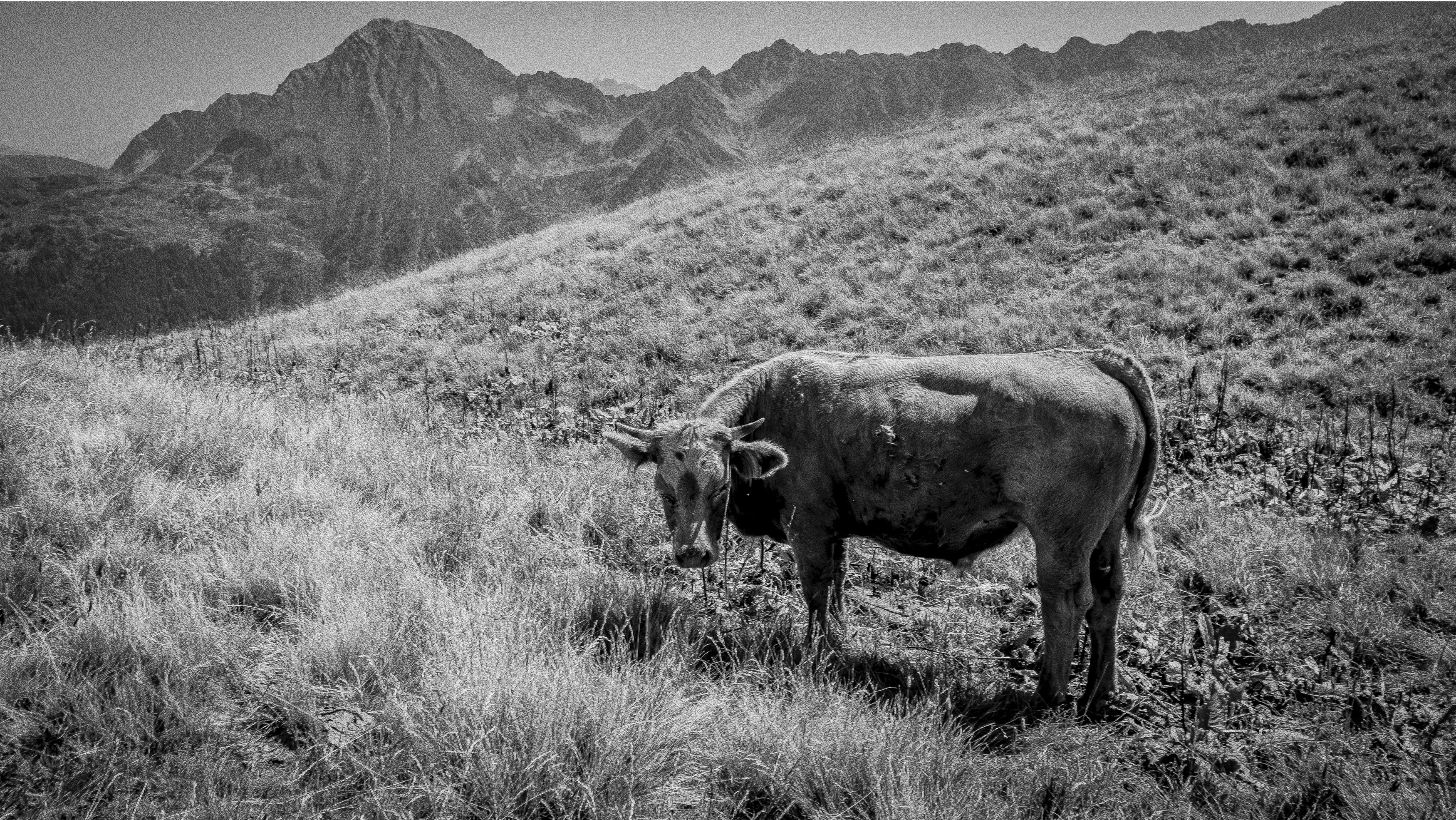 vache